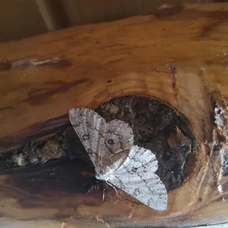 Katarina Doboj,busletic *